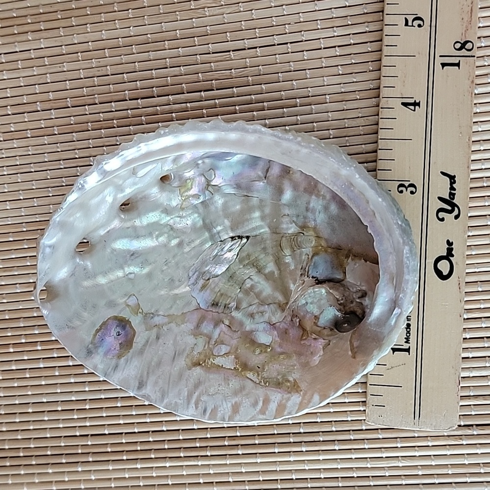 Abalone Shell - Picture 4 of 5